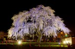 法亀寺しだれ桜