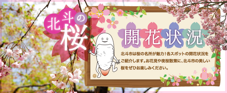 北斗市の桜開花状況