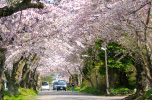 松前藩戸切地陣屋跡桜トンネル