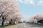 清川千本桜