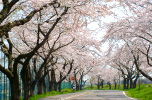 大野川沿い桜並木